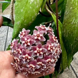 Hoya publicalyx &quot;Royal Hawaiian Purple&quot; - cuttings
