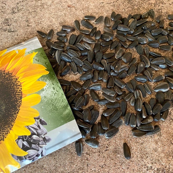 Detailed Rare Sunflower Seeds Image for Desktop Detailed Rare Sunflower Seeds Image for Desktop