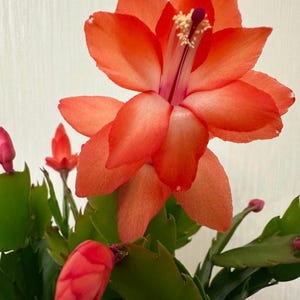 Schlumbergera pre-name “Coral Velvet” Cutting – 2-Segment rooted cutting | Rare Christmas Cactus, Coral-Pink Blooms