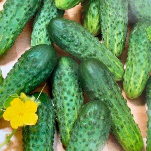 Cucumber “Nezhinsky” - organic seeds