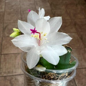 May include: A white Christmas cactus with a single pink flower in bloom. The cactus is potted in a clear plastic cup with a brown label that says "Hagetoppen".