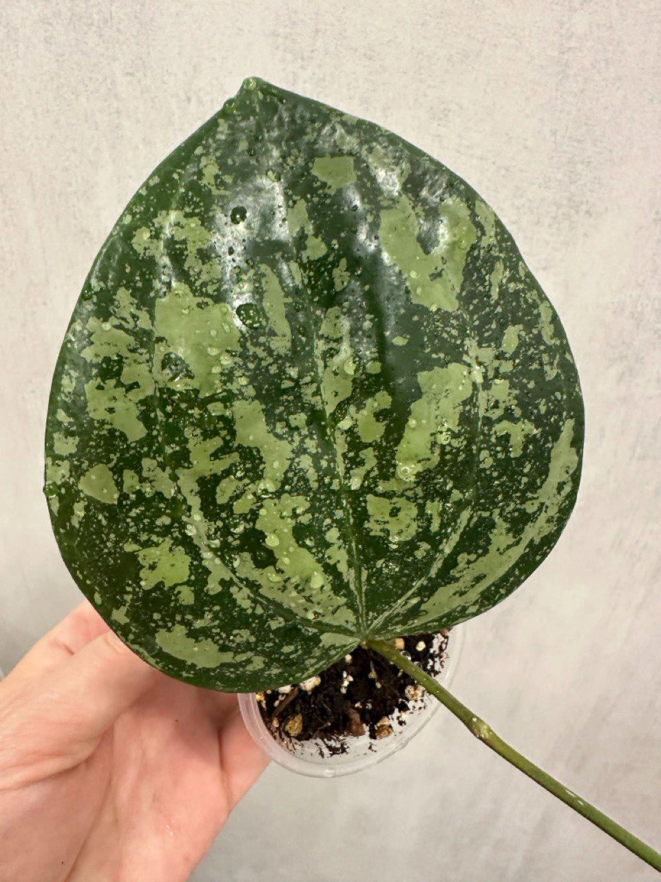 Hoya argentea princess - Etsy 日本