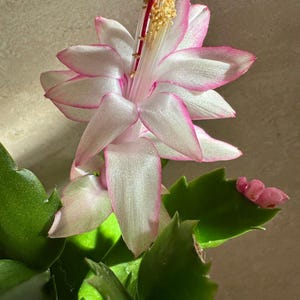 May include: A white and pink Christmas cactus with green leaves. The flower is in bloom and has a pink center.