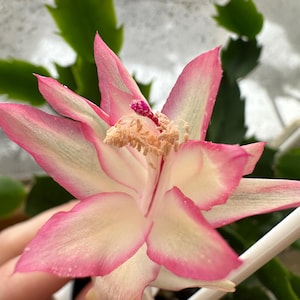 May include: A close-up of a pink and white Christmas cactus flower in bloom. The flower has a delicate, star-shaped appearance with a central cluster of yellow stamens.