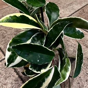 RARE! Hoya Carnosa Krimson Queen - cuttings