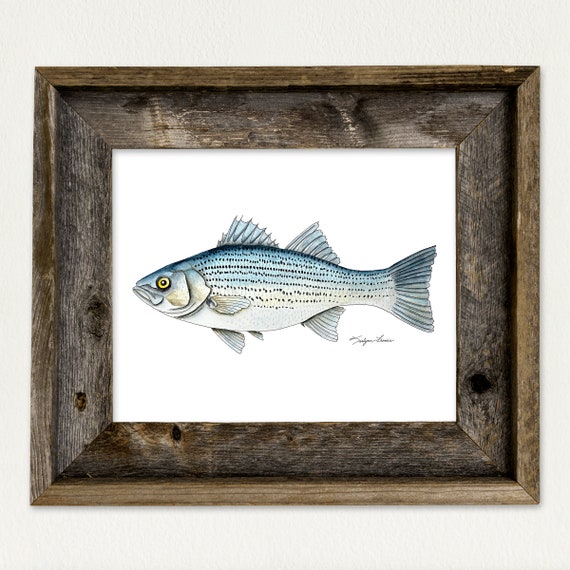 Striped Bass Fish, Watercolor Art Print, Fishing Art, Nature Lover