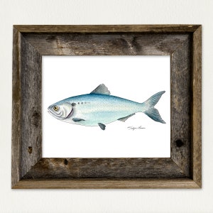 American Shad Fish, Watercolor Art Print, Fishing Decor, Nature Lover, Man Cave, Fish Decor, Freshwater Lake Fish, Cabin Decor, Gift for Dad
