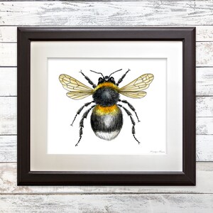 May include: A watercolor painting of a bumblebee with black and yellow stripes and white fuzzy body. The bee is depicted with its wings spread out and its legs extended.