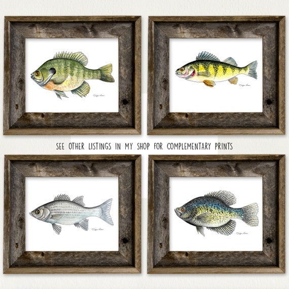 Striped Bass Fish, Watercolor Art Print, Fishing Art, Nature Lover, Man  Cave, Fish Decor, Freshwater Lake Fish, Cabin Decor, Gift for Dad 
