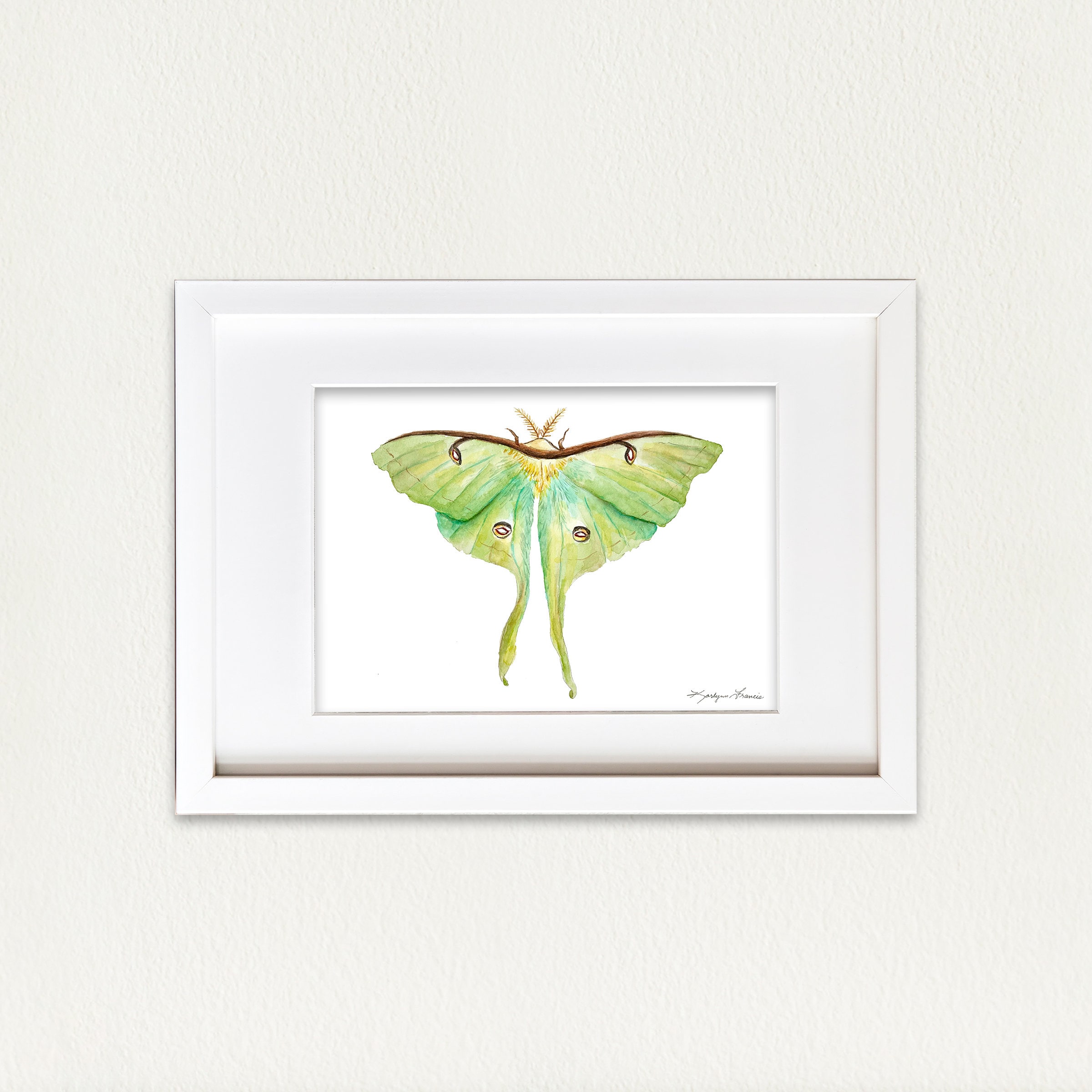 Luna Moth Art Print Actias Luna Complementary Prints Insect - Etsy UK