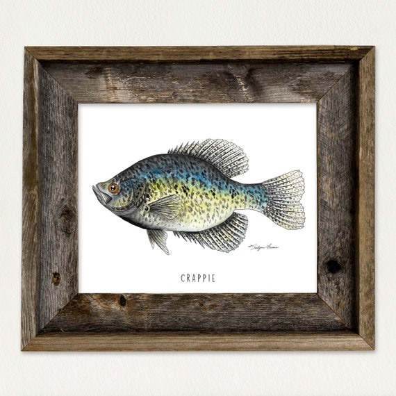 Crappie Fish, Watercolor Art Print, Fishing Decor, Nature Lover