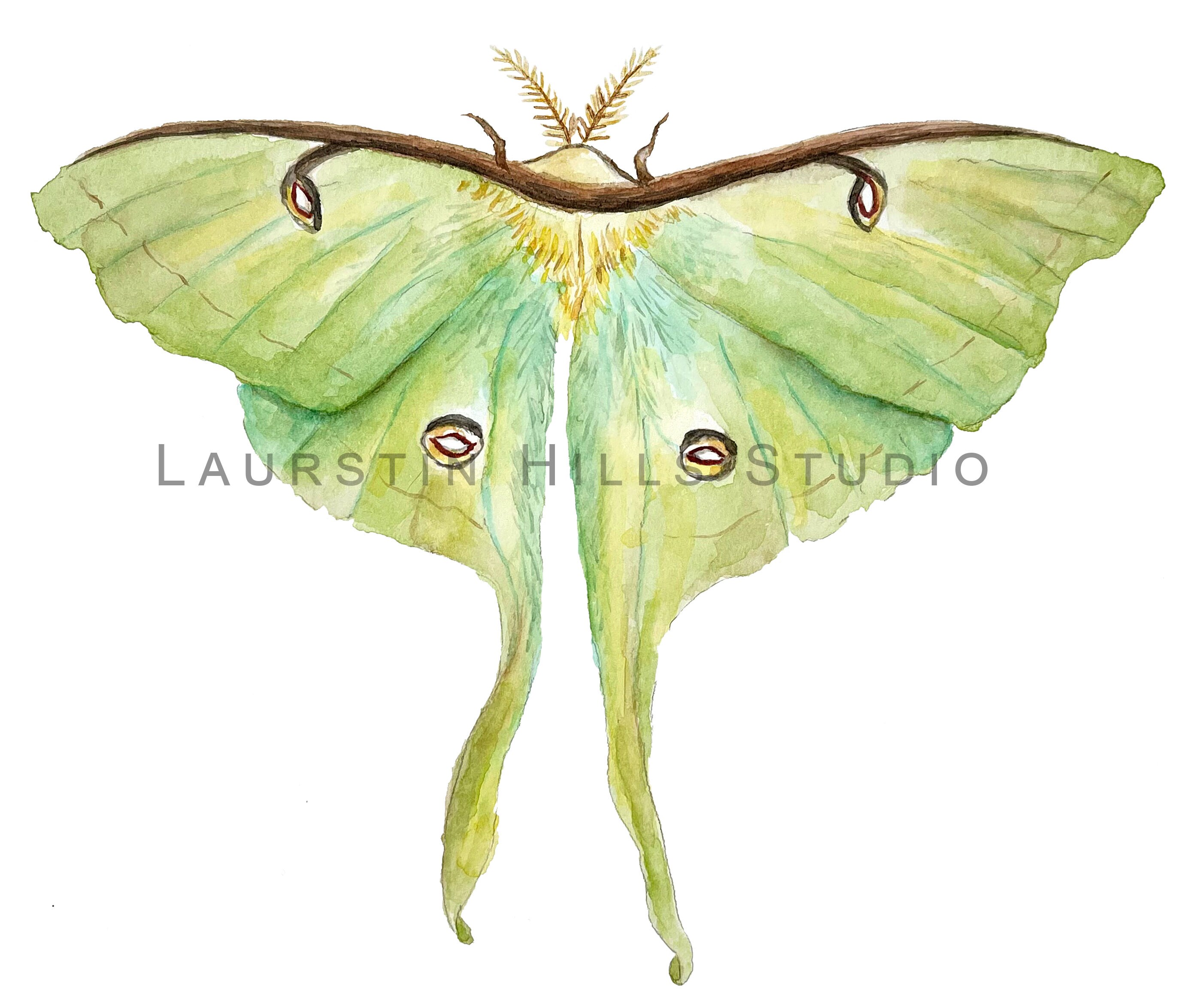 Luna Moth Art Print Actias Luna Complementary Prints Insect - Etsy UK