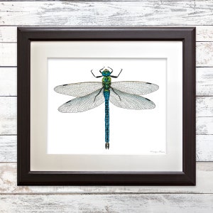 May include: A framed illustration of a dragonfly with a green head, blue body, and translucent wings. The dragonfly is depicted against a white background.