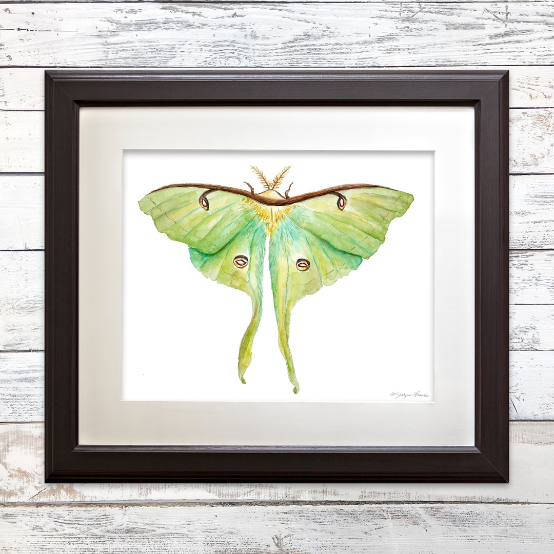 Luna Moth Art Print, Actias Luna, Complementary Prints, Insect ...