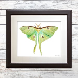 Luna Moth Art Print, Actias Luna, Complementary Prints, Insect Illustration, Wall Art, Home Decor, Watercolor Art Print, Gift, 5x7, 8x10