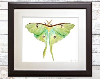 Luna Moth Art Print: Watercolor Insect Illustration, Actias Luna, Complementary Prints Available, Goblincore Cottagecore Fairycore Wall Art
