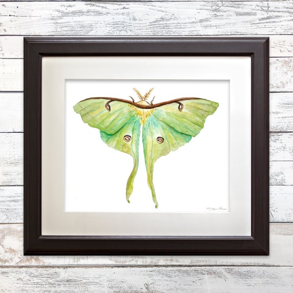 Luna Moth Art - Etsy