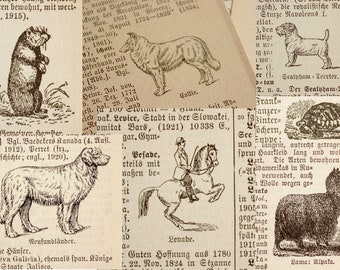 30 sheets of animal lexicon pages | Encyclopedia pages with small animal illustrations | animal ephemera | Fauna drawings from 1923