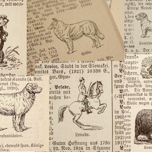 30 sheets of animal lexicon pages | Encyclopedia pages with small animal illustrations | animal ephemera | Fauna drawings from 1923