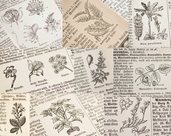 30 sheets of plant lexicon paper | Encyclopedia pages with small plant illustrations | Flowers Ephemera | Botanical drawings from 1923