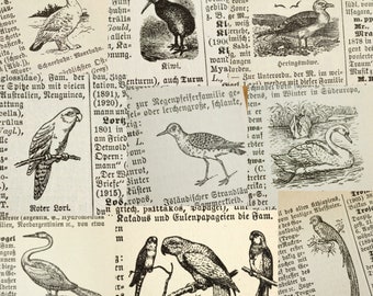 30 Bögen Vögel-Lexikon Papier | Lexikonseiten mit kleinen Vogelillustrationen | Vogel Ephemera | Fauna Zeichnungen von 1923