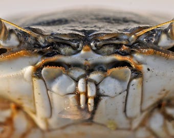 Crab Close-up
