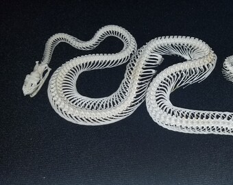 large skull snake hide large skull snake hide