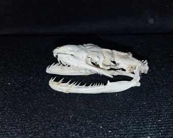 large skull snake hide large skull snake hide