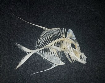 moonfish etsy
