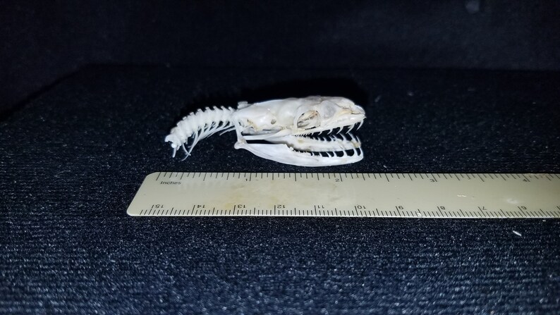 Real 1 12 Ball Python Royal Snake Skull Skeleton Taxidermy For Sale Gift Reptile Wildlife Animal Buy - 
