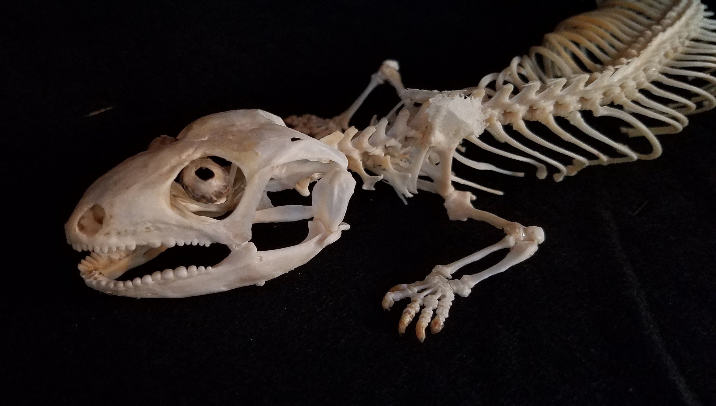 Отличия черепа ящерицы и собаки. Скелет плащеносной ящерицы. Скелет варана. Варан Сальвадора скелет. Скелет Капского варана.