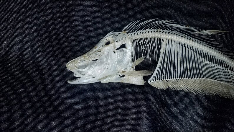 Véritable 4 Poissons Clown Featherback Squelette De Poisson Taxidermie Tête De Mort Os à Vendre Aquarium Deau Douce