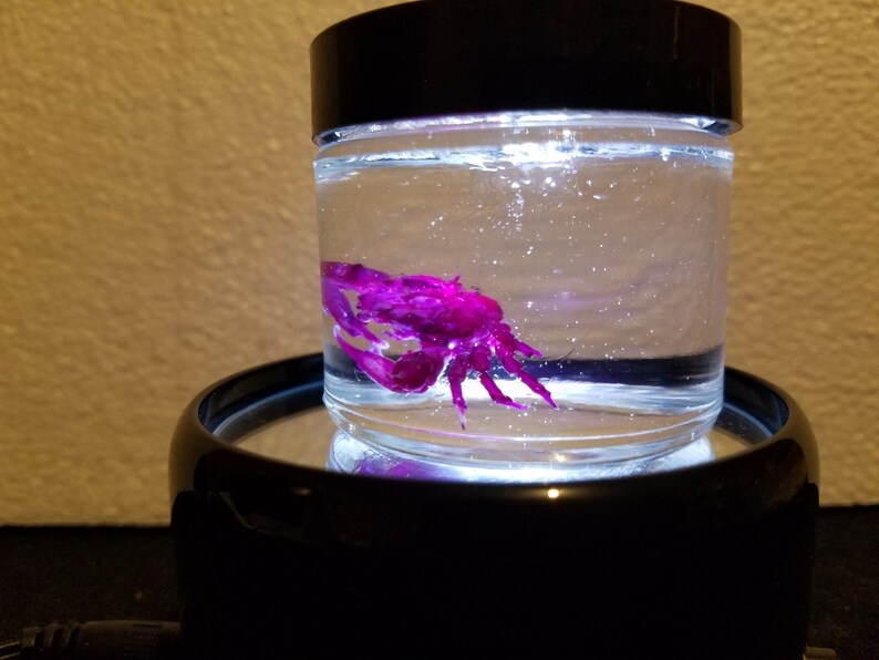 For Sale Taxidermy Skull Skeleton Real Emerald Crab Fish Diaphonized Clear /& Stained Fish Bone Buy