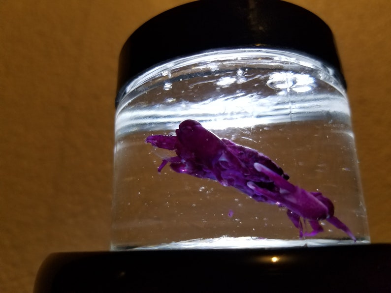 For Sale Taxidermy Skull Skeleton Real Emerald Crab Fish Diaphonized Clear /& Stained Fish Bone Buy