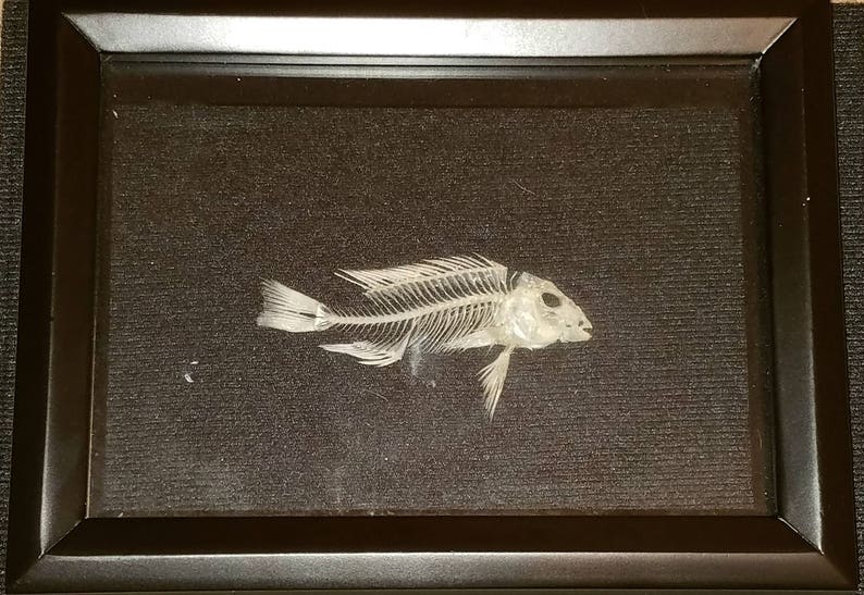 25 Vrai Poisson Cichlidé Jaune électrique Squelette Taxidermie Tête De Mort Os à Vendre Aquarium Deau Douce