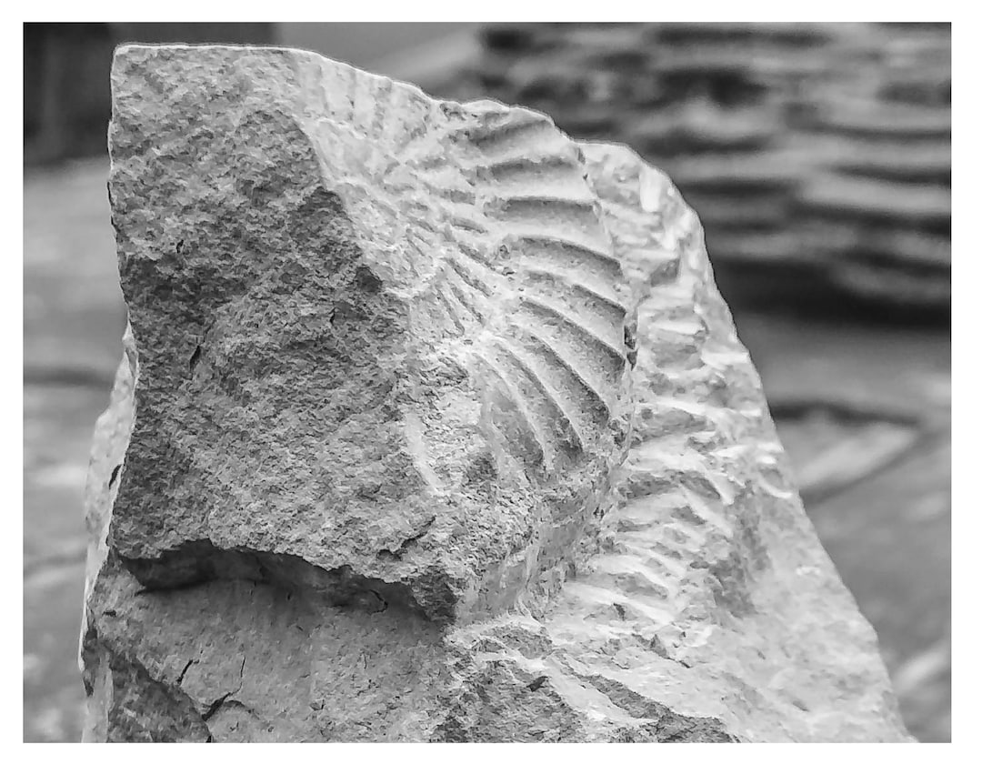 ARCHAEOLOGIST Archaeologist Wall Art Archaeologist Gift Etsy