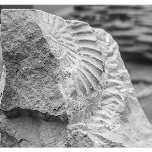 ARCHAEOLOGIST, archaeologist wall art, archaeologist gift, archaeologist fossil, archaeology, archaeology gift, archaeologist graduate