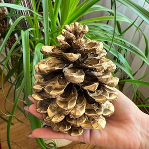 Extra grote gouden dennenappels, milieuvriendelijk kerstdecor, duurzame kerstornamenten, natuurlijke organische rustieke ornamenten