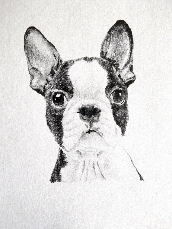  Boston Terrier pencil drawing dog art print fine art Etsy