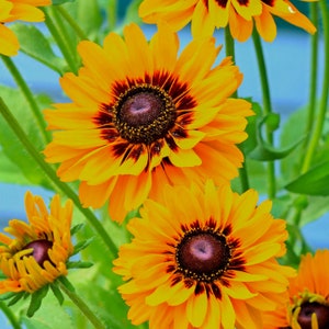 Floral Note Karten - Set von 3