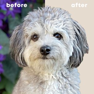 May include: A close-up portrait of a small, fluffy dog with gray and white fur. The dog has a soft, gentle expression and is looking directly at the camera.