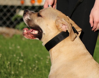 Novel’s Covered Prong Collar: Combined Tail Adjustment Check, Prongs included