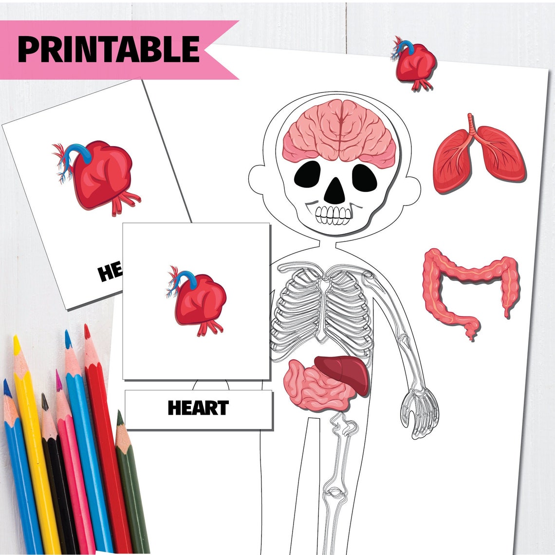 Human Body Flashcards and Anatomy Model, Montessori Materials ... Biology Diagrams