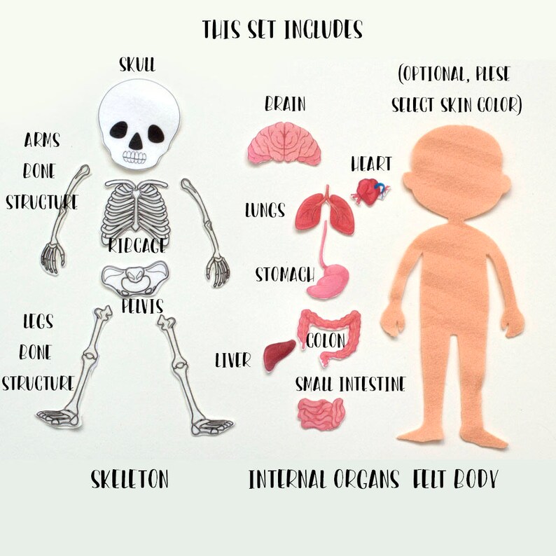 Human Body Board Anatomy Play Set Science Toys for Toddlers Etsy