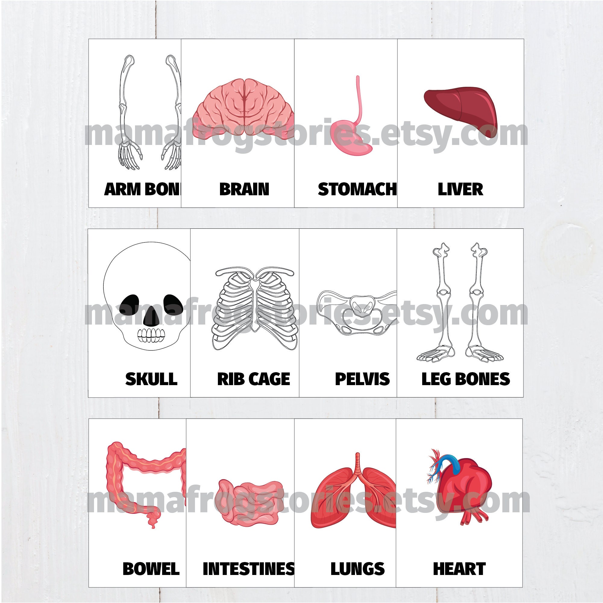 Human Body Flashcards and Anatomy Model, Montessori Materials ... Biology Diagrams