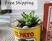 Small El Pato tin can Spanish planters decorations for wedding, babyshower, hot sauce planters Mexican theme succulents, fiesta event cactus
