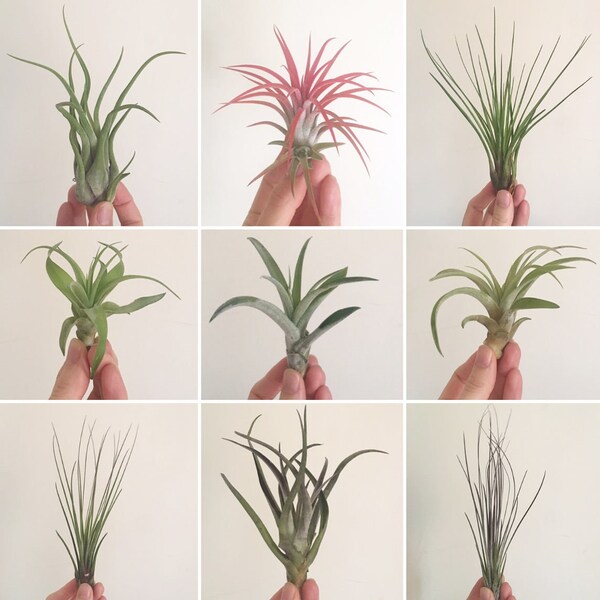 Planta aérea de Tillandsia
