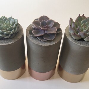 Puede incluir: Tres pequeñas macetas de hormigón con detalles dorados y cobre, cada una con una planta suculenta diferente.