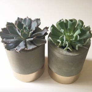 May include: Two succulent plants in grey concrete pots with gold rims. The plants are green and have fleshy leaves.