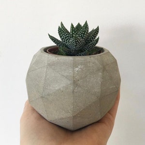 May include: A small, green succulent plant with white spots grows in a geometric, grey concrete planter.